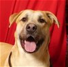 adoptable Dog in ukiah, CA named BOOMER
