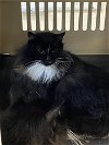 adoptable Cat in ukiah, CA named ROSE