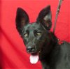 adoptable Dog in ukiah, CA named SHARPIE