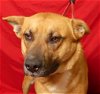adoptable Dog in ukiah, CA named REESE