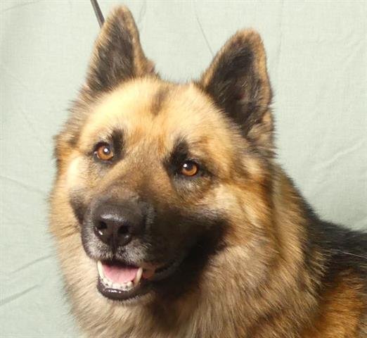 adoptable Dog in Ukiah, CA named CRUZ