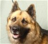 adoptable Dog in ukiah, CA named CRUZ