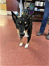 adoptable Dog in ukiah, CA named WOBBLE