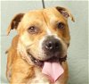 adoptable Dog in ukiah, CA named PACINO