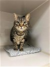 adoptable Cat in ukiah, CA named MUFFIN