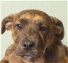 adoptable Dog in ukiah, CA named BRANDY