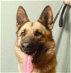 adoptable Dog in ukiah, CA named BOBBIE SUE