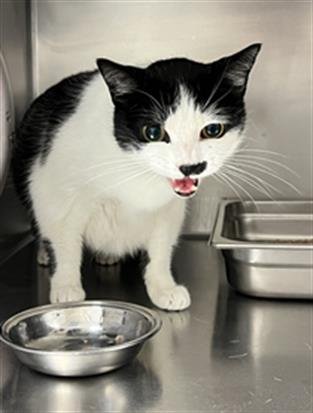 adoptable Cat in Ukiah, CA named BEVERLY