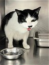 adoptable Cat in ukiah, CA named BEVERLY