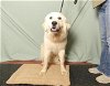 adoptable Dog in ukiah, CA named YETI
