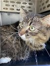 adoptable Cat in ukiah, CA named VERDIE