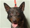 adoptable Dog in ukiah, CA named BANDIT