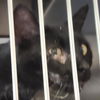 adoptable Cat in Ukiah, CA named LADLE