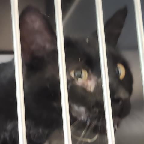 picture of the cat needing adoption