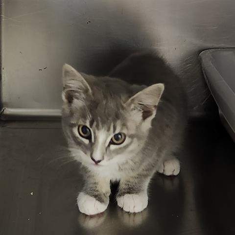 ROSE - Domestic Short Hair available for adoption