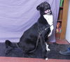 adoptable Dog in ukiah, CA named JOHN
