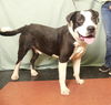adoptable Dog in ukiah, CA named BUBBA