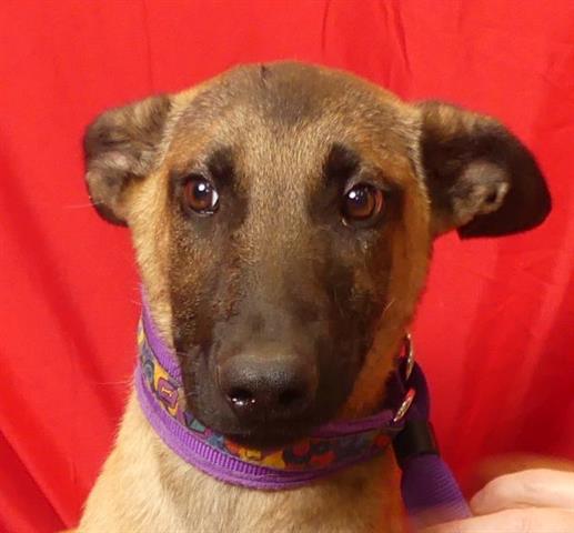 adoptable Dog in Ukiah, CA named ALF