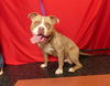 adoptable Dog in ukiah, CA named FROGGY