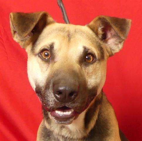 adoptable Dog in Ukiah, CA named TEX