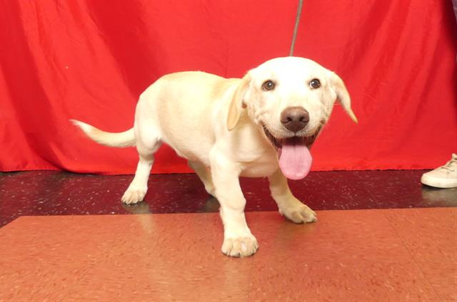 adoptable Dog in Ukiah, CA named SHORT STACK