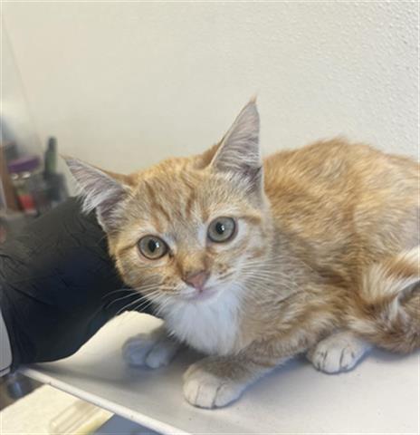 adoptable Cat in Ukiah, CA named ORANGE