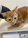 adoptable Cat in Ukiah, CA named CRUSH