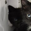 adoptable Cat in Ukiah, CA named CROCUS