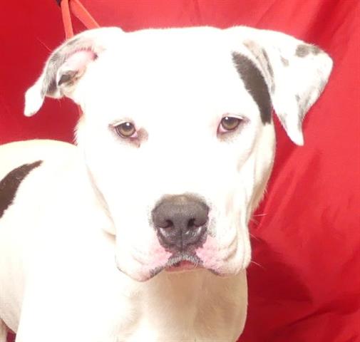 adoptable Dog in Ukiah, CA named BODACIOUS