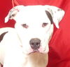 adoptable Dog in ukiah, CA named BODACIOUS