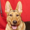 adoptable Dog in ukiah, CA named ELLIOTT