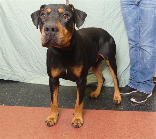 adoptable Dog in Ukiah, CA named FLETCHER