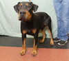 adoptable Dog in ukiah, CA named FLETCHER