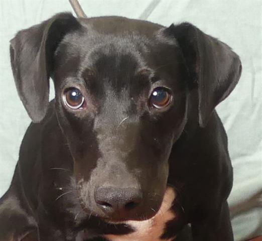 adoptable Dog in Ukiah, CA named ADAM