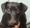 adoptable Dog in ukiah, CA named ADAM
