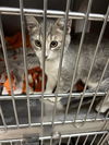 adoptable Cat in ukiah, CA named REBEL