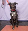 adoptable Dog in Ukiah, CA named BUCK