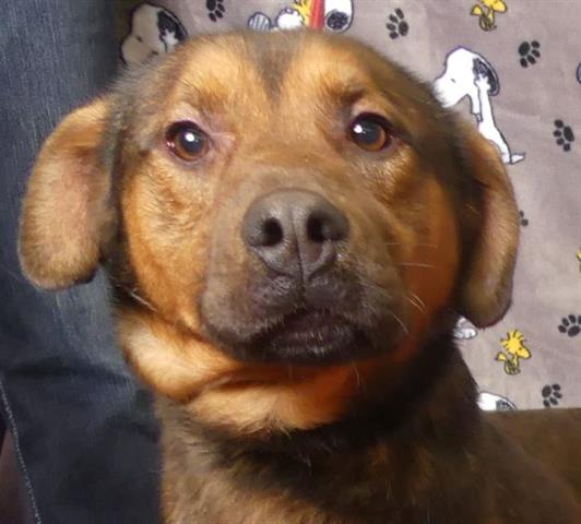 adoptable Dog in Ukiah, CA named SHABOOZEY