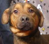 adoptable Dog in ukiah, CA named SHABOOZEY
