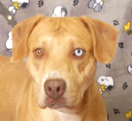 adoptable Dog in Ukiah, CA named JOPLIN