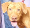 adoptable Dog in ukiah, CA named RIHANNA