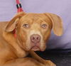 adoptable Dog in Ukiah, CA named LORETTA
