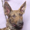 adoptable Dog in Ukiah, CA named CODY