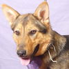 adoptable Dog in Ukiah, CA named NOEL