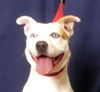 adoptable Dog in ukiah, CA named ELLIE