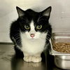 adoptable Cat in Ukiah, CA named CLOVER