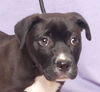 adoptable Dog in ukiah, CA named GARY
