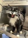 adoptable Cat in  named CLEOCATRA