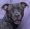 adoptable Dog in ukiah, CA named ROSS