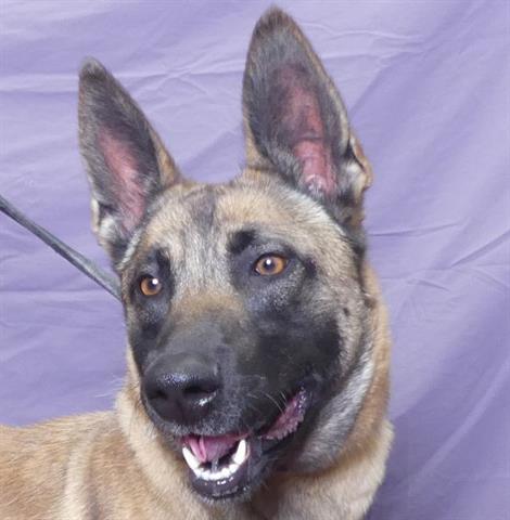 adoptable Dog in Ukiah, CA named TONYA